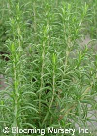 Rosmarinus officinalis 'Madeline Hill'